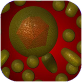 evh.hepatitb