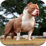 com.pitbulldog.walpaperhd.pitbullwallpaperbackgrounds