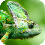 com.altland.lizard