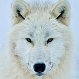 com.Infinity.whitewolf