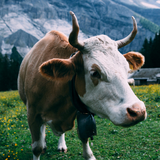 com.leafgreen.cow