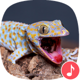 io.appp.sounds.gecko