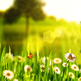 com.SpringLiveWallpaperHQ