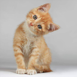 com.rayawallpaperhd.andthelastdragon