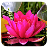 com.jookata.lotus
