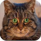 com.hd.catwallpaper.catpictures.cute.cat.beautiful.images