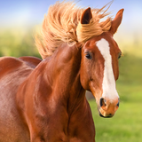 com.wildlife.horse