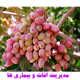 app.peste.sss