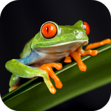 com.leafgreen.frog.sounds