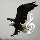 be.birdsounds.com