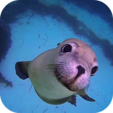 sealifehd.ihs.com