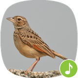 io.appp.sounds.Lark_bird