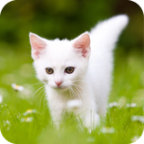 com.wallpaper.cutekittenwallpaper.wallpaperhd