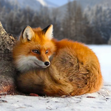 com.wildlife.fox