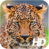 team.developer.leopardwallpaper