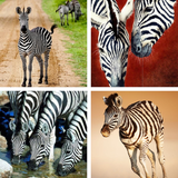 com.techzit.zebrawallpapershdimagesfr
