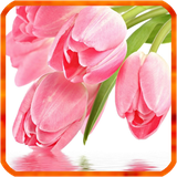 com.HnSoft.TulipLWP3D