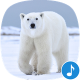 io.appp.sounds.polar_bear