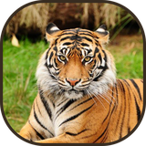 ir.tinasoft.animals_and_sounds_for_kids
