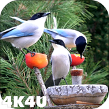com.lwp4k4u.birds