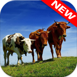 com.animalwallpaper.cow