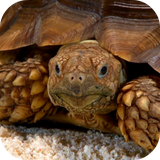 com.mclwp.seaturtle3dvideo
