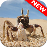 com.animalwallpaper.crab