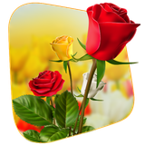 com.appbasic.Flower360DegreesLiveWallpaper