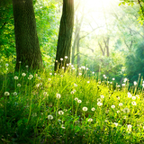 com.ForestLiveWallpaperHQ