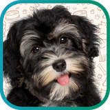 ir.tinasoft.dog_care