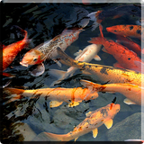 com.jacal.video.koi
