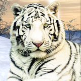 com.Madmax.WildWhitetigerJungleHunt