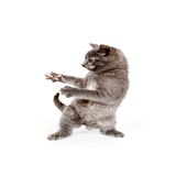 com.andrudis.wallpaper.dancingcat