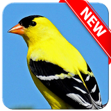 com.eduardodeveloper.osomdospassaros.AmericanGoldfinch.bird