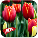 com.Luna.Tulip.Wallpapers