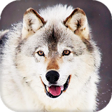 com.blwp.wolf