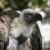 com.soundjabber.vulture.vulturesounds.vultureringtone
