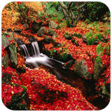 com.autumnwallpaper.nature.leaf.wallpaper
