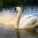com.Infinity.swan