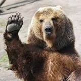 faoz.bear