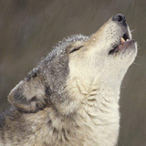 wolf.puzel.gam