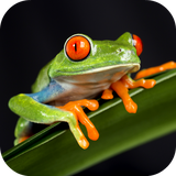 com.leafgreen.frog.sounds