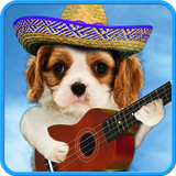 com.iimmobile.funnypets