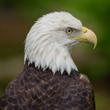 com.soundjabber.baldeagle.baldeaglesound.baldeaglecalls