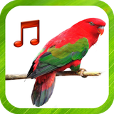 com.tmusic.bird1