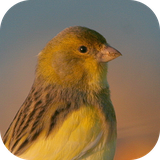 com.azamsoft_cantos_do_canario_belga