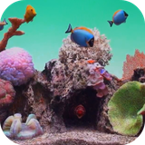 seawateraquariumvideolwp.exa.com