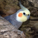 com.wallpapersarena.cockatiels1