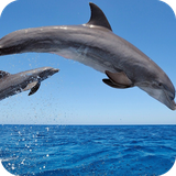com.wallpaper.dolphinwallpaper.wallpaperhd