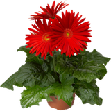 flowers.hadi.ir